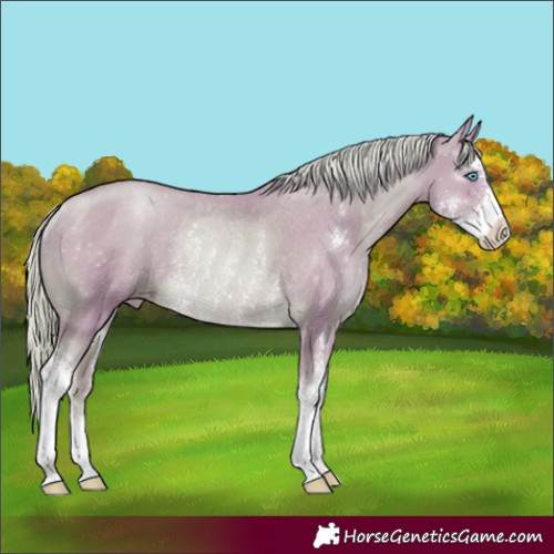 Horse Color:Watercolor Chocolate Palomino Pearl Sabino Appaloosa Rabicano