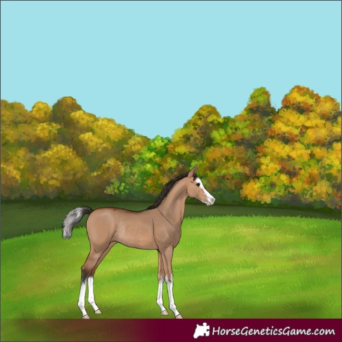 Horse Color:White Spotted Bay Dun Splash Rabicano