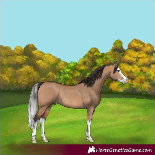Horse Color:White Spotted Bay Dun Splash Rabicano