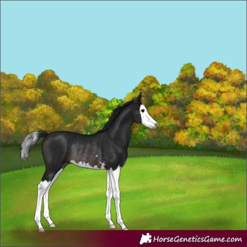 Horse Color:Gray Brown Splash Rabicano 