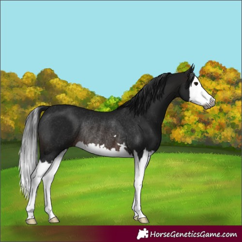 Horse Color:Gray Brown Splash Rabicano 