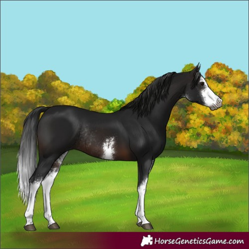 Horse Color:Gray White Spotted Brown Rabicano