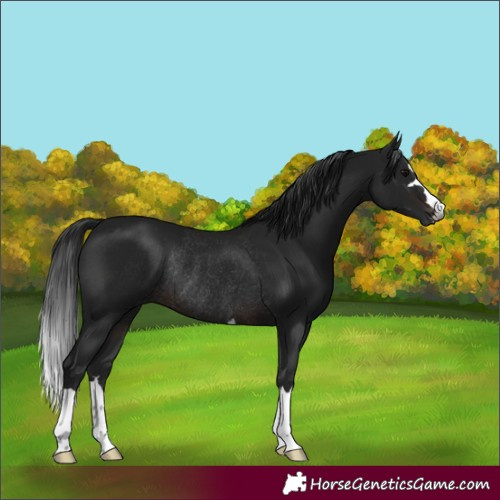 Horse Color:Gray Brown Rabicano