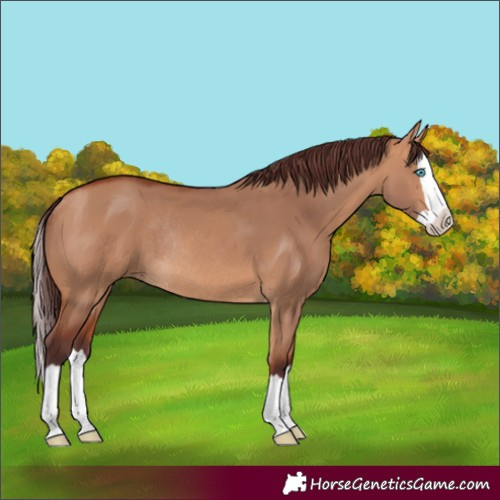Horse Color:Chocolate Bay Dun Splash Rabicano