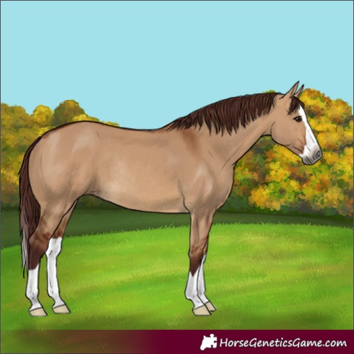 Horse Color:Gray Chocolate Bay Dun Splash Rabicano
