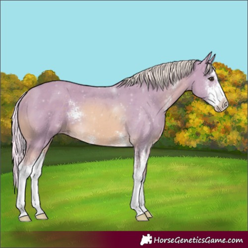 Horse Color:Watercolor Palomino Sabino Varnish