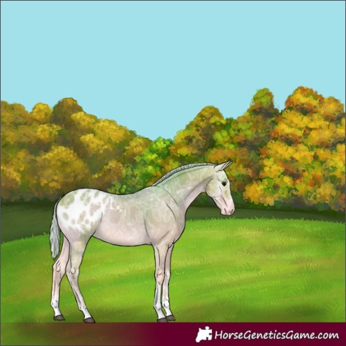 Horse Color:Watercolor White Spotted Silver Bay Ice Onyx Appaloosa