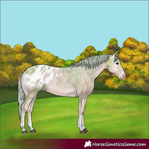 Horse Color:Watercolor White Spotted Silver Bay Ice Onyx Blanket