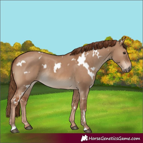 Horse Color:White Spotted Red Dun Rabicano