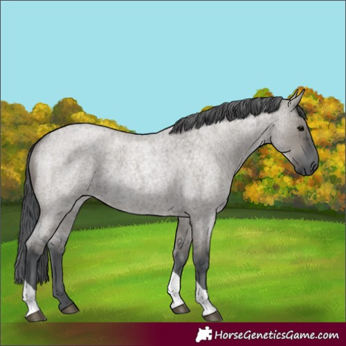 Horse Color:Grullo Roan Merle Tobiano Rabicano 