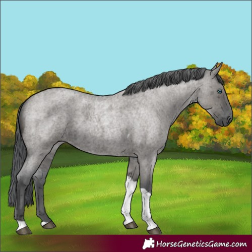 Horse Color:Grullo Roan Merle Tobiano Rabicano