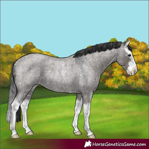 Horse Color:Grullo Roan Splash Snowflake Varnish Rabicano