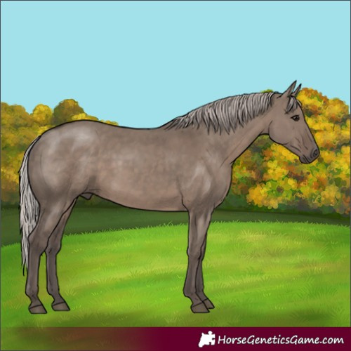 Horse Color:Silver Grullo