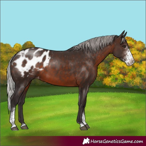 Horse Color:Silver Brown Sabino Appaloosa