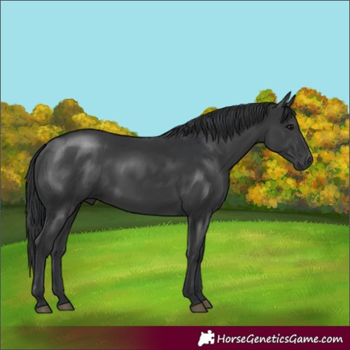 Horse Color:Black 