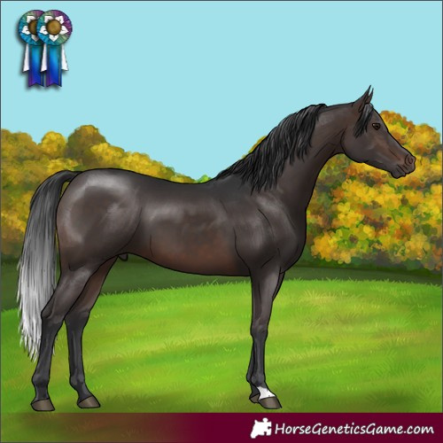 Horse Color:Brown 