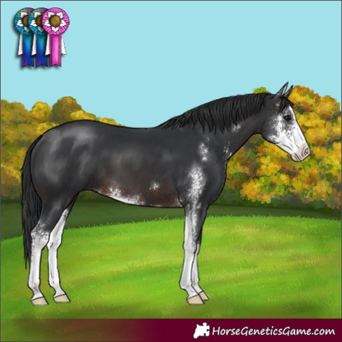 Horse Color:Brown Sabino