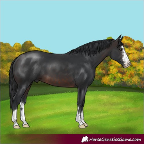 Horse Color:Brown 
