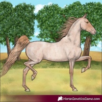 Horse Color:Gold Champagne Roan