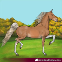 Horse Color:White Spotted Chestnut