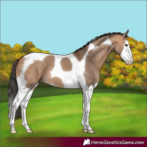 Horse Color:Bay Dun Splash Tobiano 
