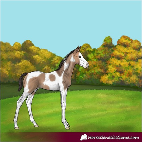 Horse Color:Bay Dun Splash Tobiano 