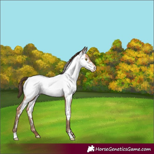Horse Color:Amber Champagne Near Fewspot