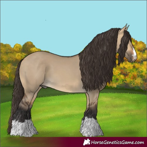 Horse Color:Buckskin Dun