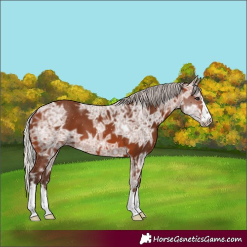 Horse Color:Silver Brown Ice