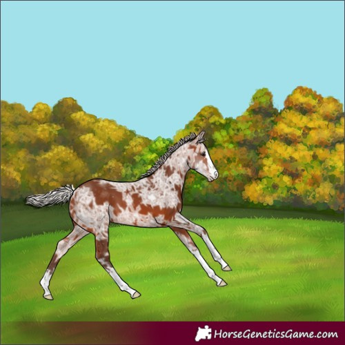 Horse Color:Silver Brown Ice