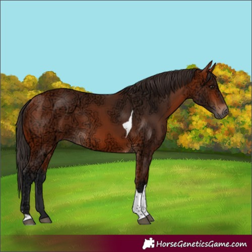 Horse Color:Bay Ice Tobiano
