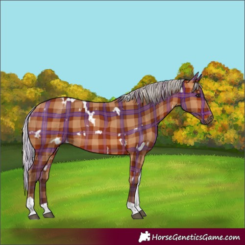 Horse Color:Plaid  White Spotted Silver Bay Tobiano 