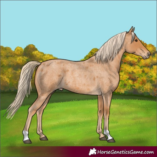 Horse Color:Red Roan