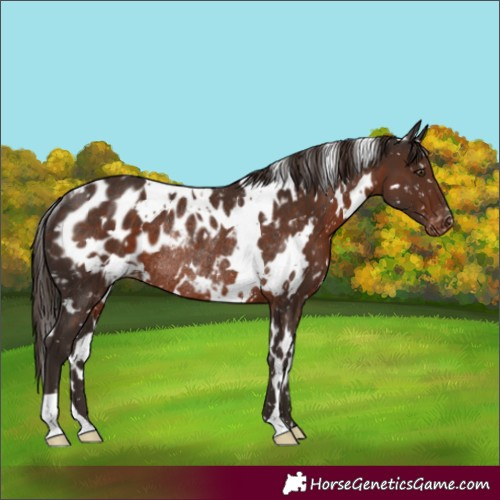 Horse Color:White Spotted Liver Chestnut Appaloosa Rabicano
