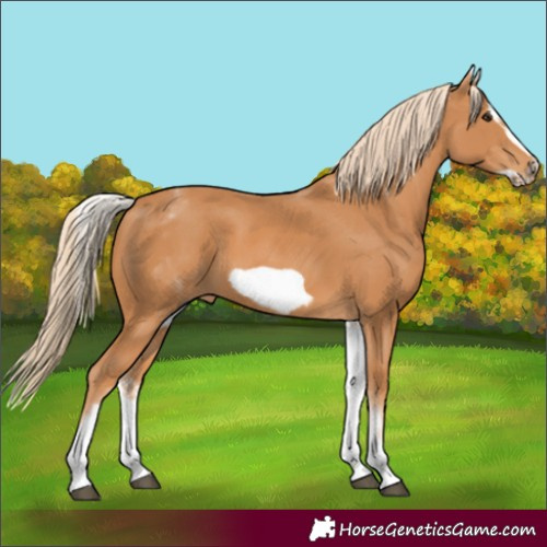 Horse Color:White Spotted Chestnut Frame 