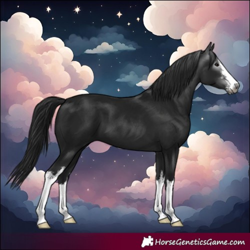Horse Color:Gray White Spotted Black 