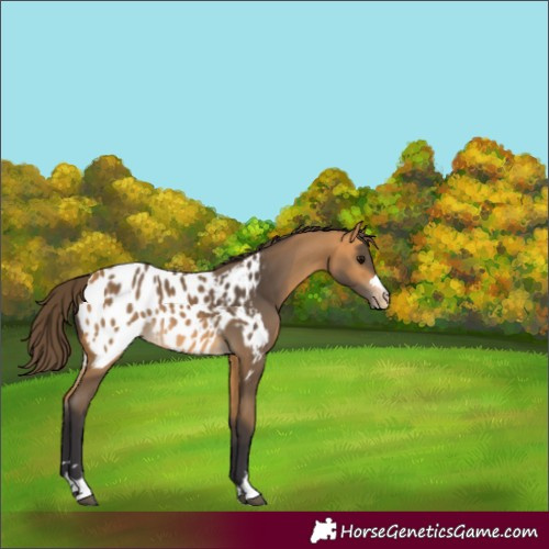 Horse Color:Buckskin Appaloosa Rabicano 