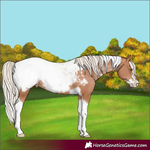 Horse Color:Silver Bay Pearl Splash Tobiano Appaloosa Rabicano