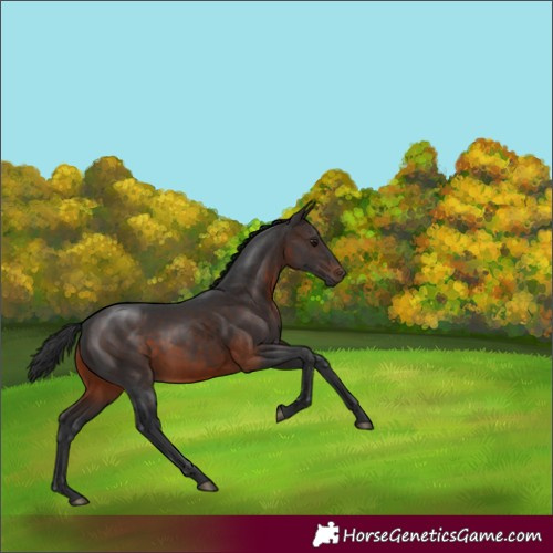 Horse Color:Brown Rabicano