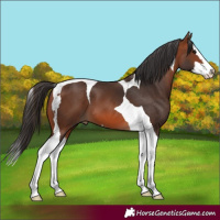 Horse Color:Bay Splash Tobiano