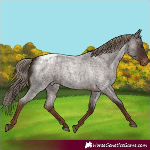 Horse Color:Liver Red Roan Appaloosa 