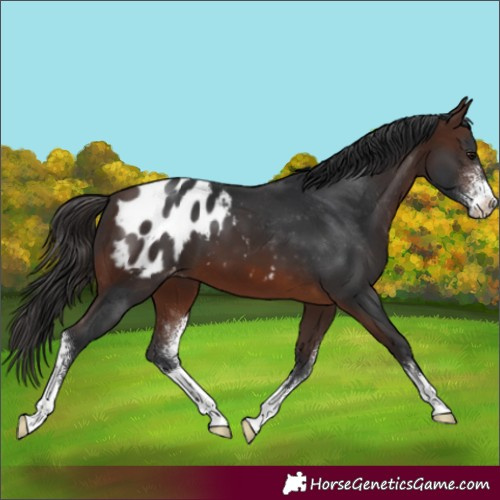 Horse Color:Brown Sabino Appaloosa 