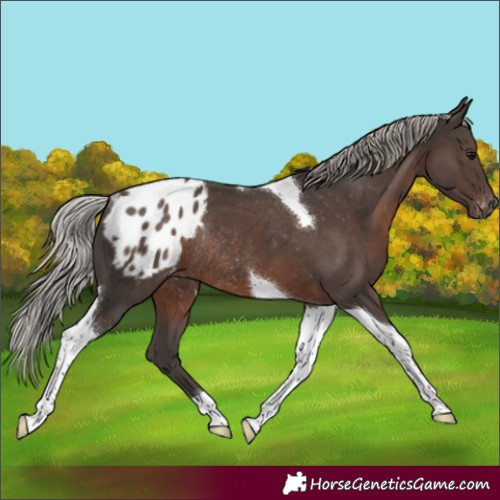 Horse Color:Silver Black Tobiano Blanket Rabicano