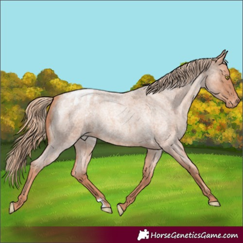 Horse Color:Gold Champagne Roan Appaloosa