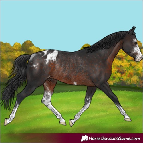Horse Color:Brown Sabino Appaloosa Rabicano