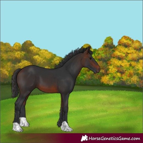 Horse Color:Brown 