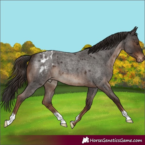Horse Color:Liver Red Roan Appaloosa