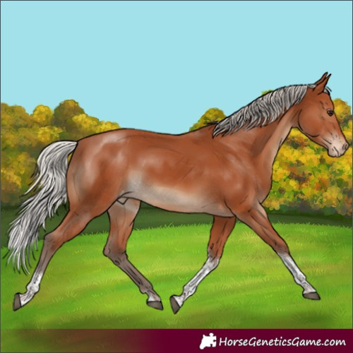 Horse Color:Silver Bay Tobiano Appaloosa Rabicano