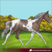 Horse Color:Silver Black Tobiano Varnish Rabicano