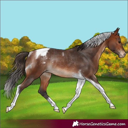 Horse Color:Bay Tobiano Varnish Rabicano 